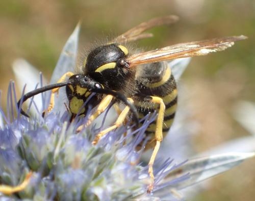 Dolichovespula sylvestris